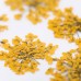 Molly Lac Dry Flower Orange - Сухи цветя за декорация на нокти Molly Lac Dry Flower Orange - Сухи цветя за декорация на нокти