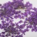 Molly Lac Dry Flower Purple - Сухи цветя за декорация на нокти Molly Lac Dry Flower Purple - Сухи цветя за декорация на нокти
