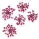 Molly Lac Dry Flower Fuchsia - Сухи цветя за декорация на нокти