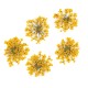 Molly Lac Dry Flower Yellow - Сухи цветя за декорация на нокти